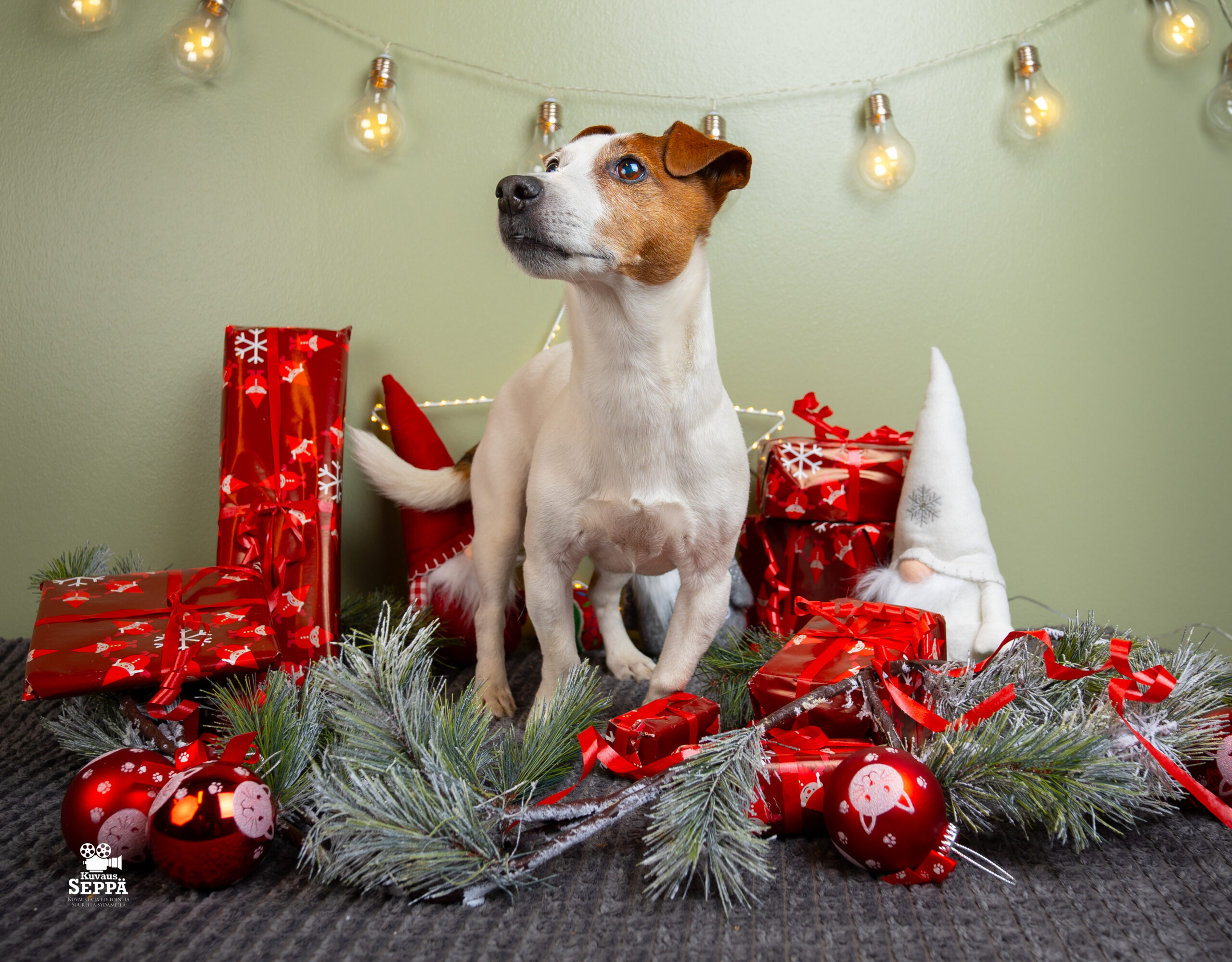 Joulun vaarat, osa 1: Myrkytykset