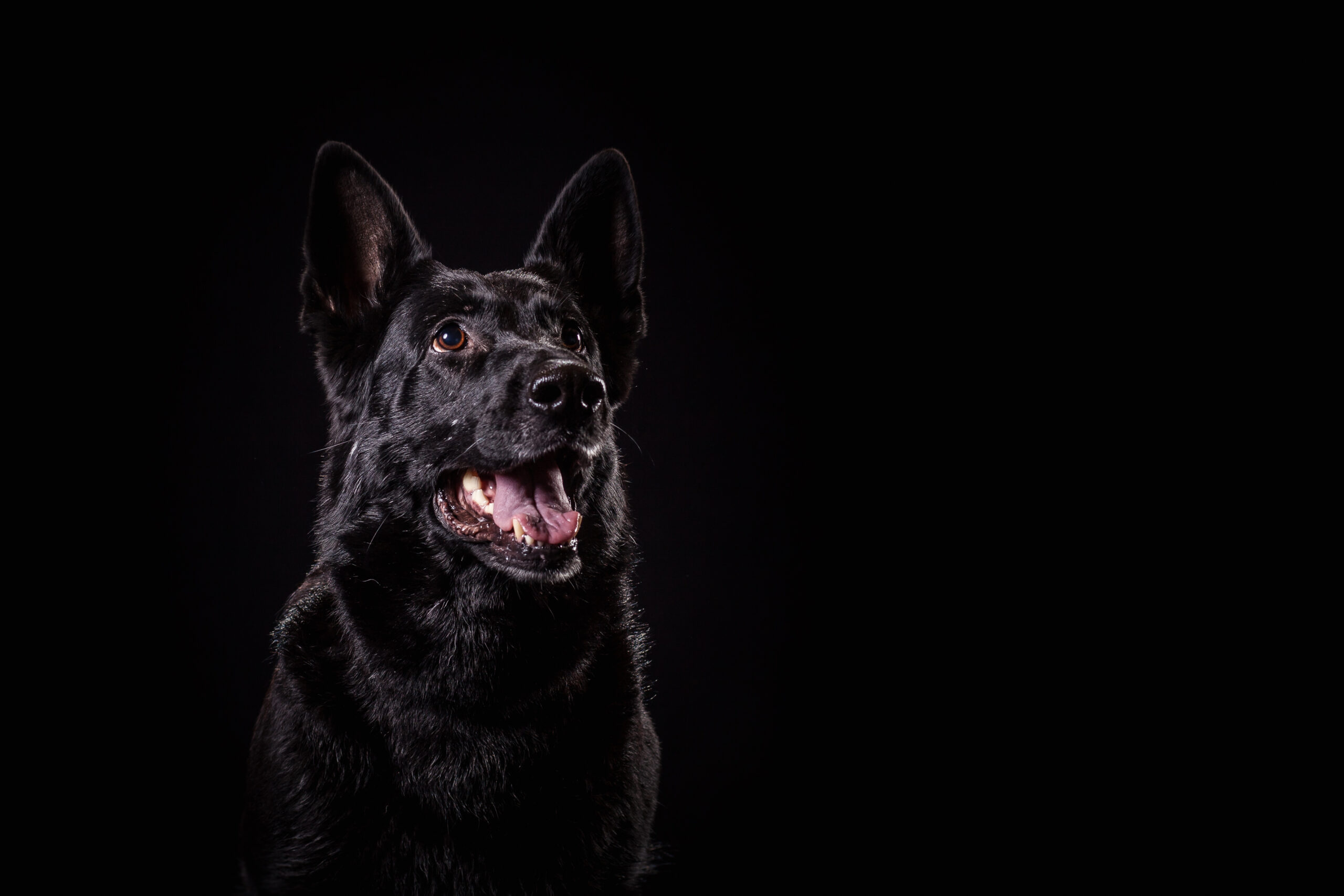 Koiran dementia eli kognitiivinen dysfunktio