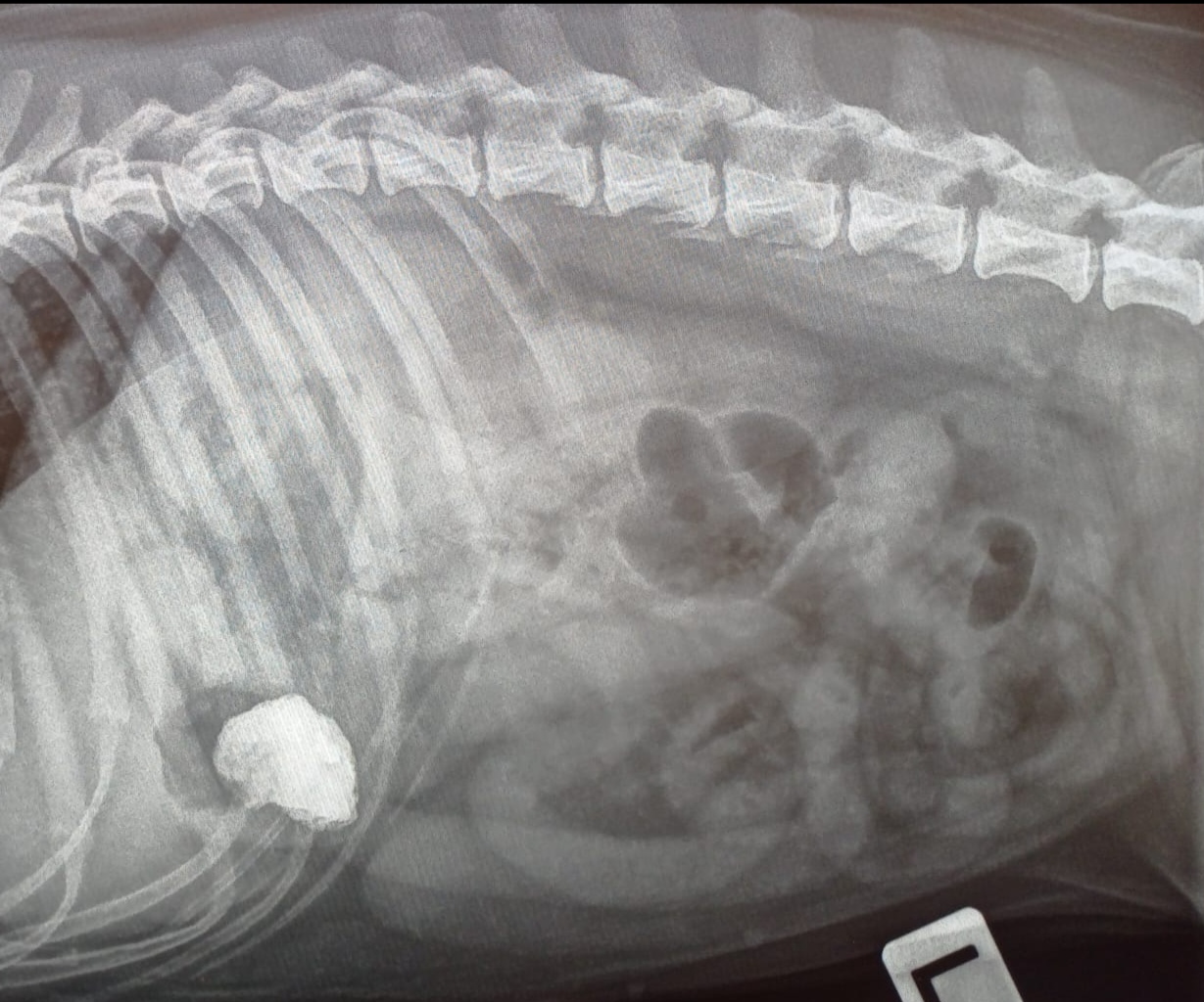 Kuukauden Leikkauspotilas: Koiran mahalaukun vierasesine