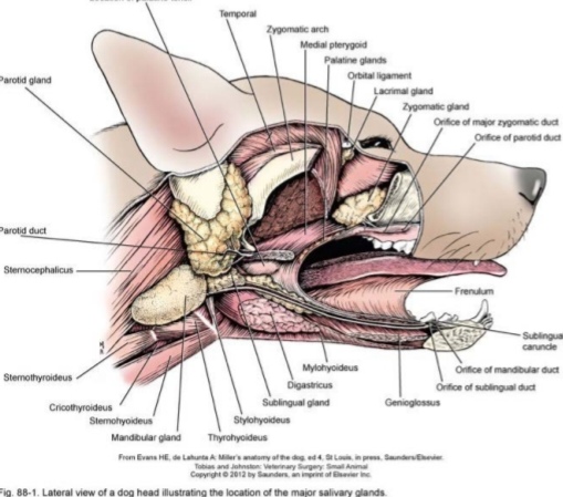 Kuukauden Leikkauspotilas: Koiran sylkirauhasen poisto