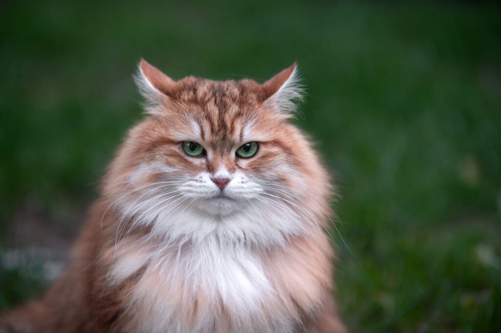 Kissan kilpirauhasen liikatoiminta