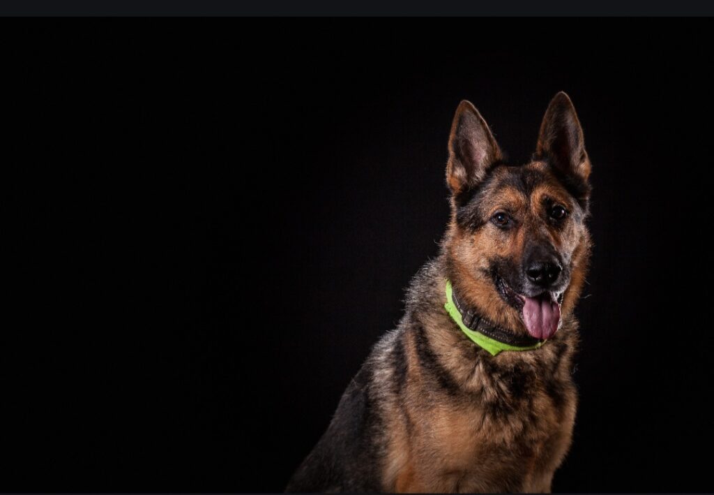 koiran kilpirauhasen vajaatoiminta