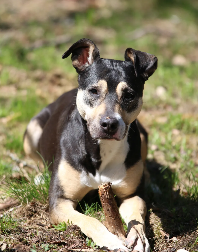 Leishmanioosi koiralla